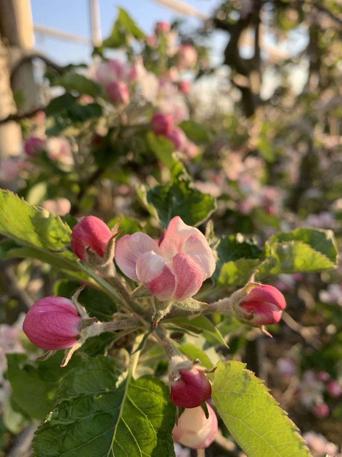 Apfelblüte in einer Anlage unter Hagelnetzen
