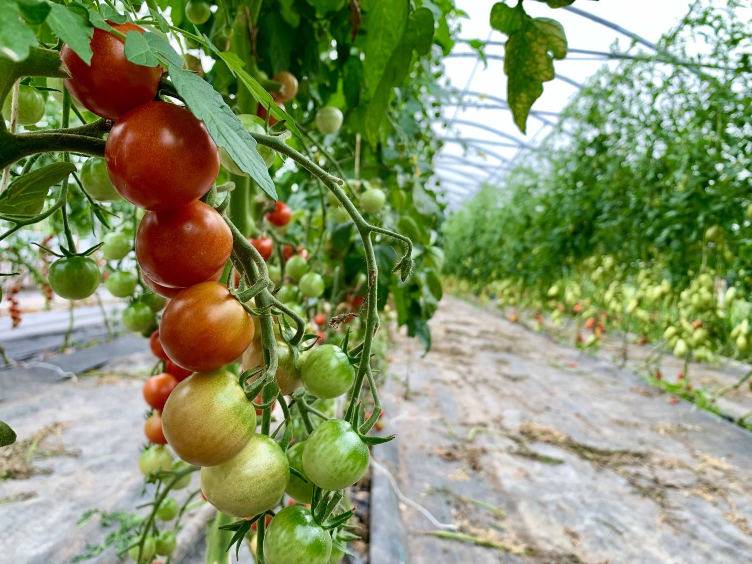 Reifende Tomaten im Folientunnel