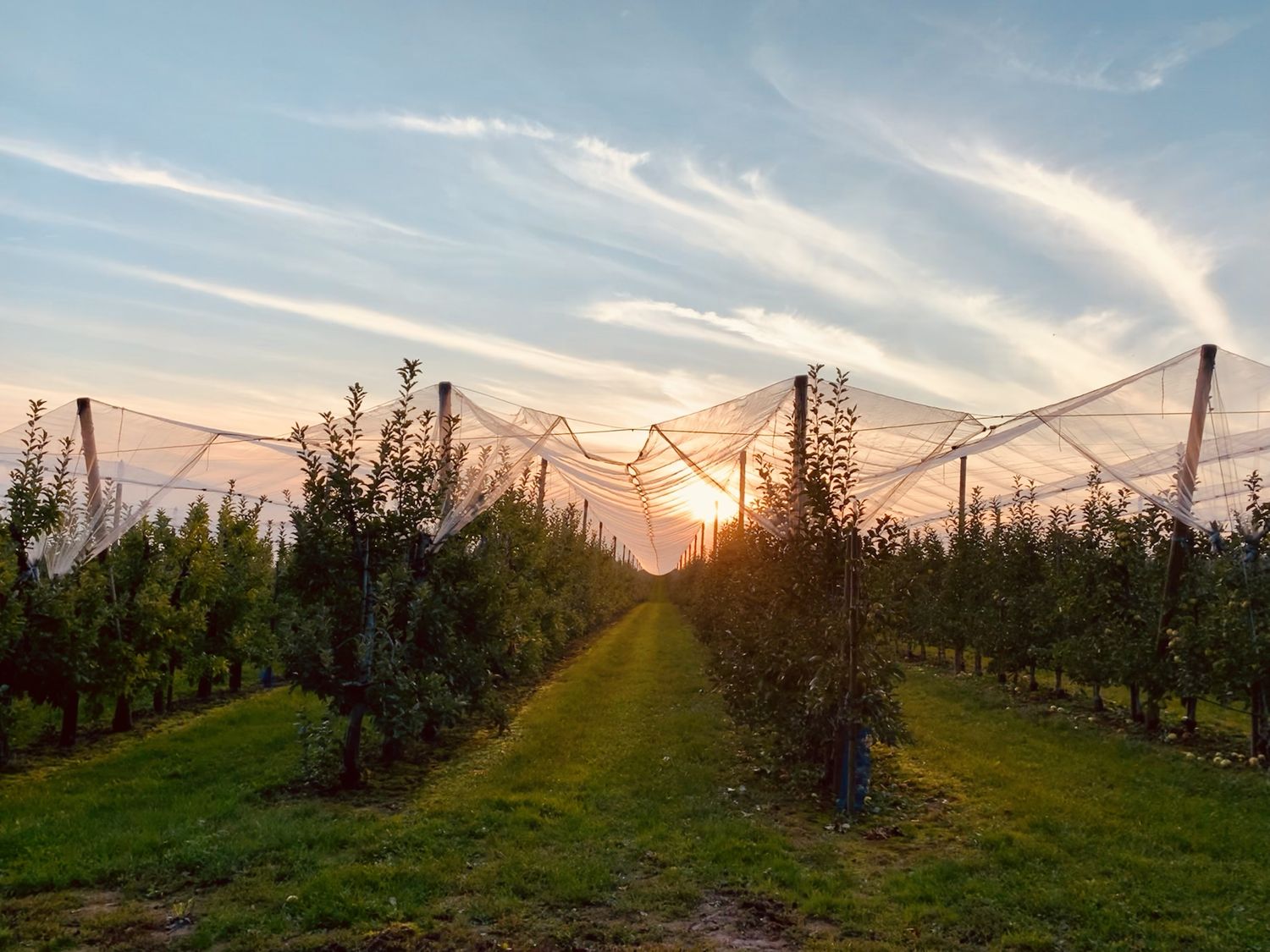 Apfelanlage unter Hagelnetzen im Abendlicht